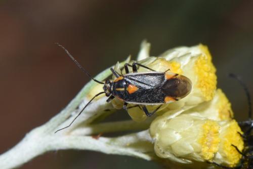 Réf. 261 051 : Capsodes flavomarginatus